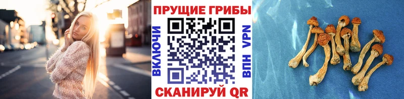 Галлюциногенные грибы Psilocybine cubensis  Мценск 